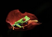 Red Eyed Tree Frog Photograph by Kai Dan