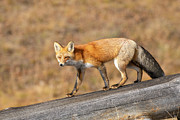 Red Fox In Winter Coat, Yellowstone National Park, Wyoming Photograph by George Sanker / Naturepl.com Red Fox In Winter Coat, Yellowstone National Park, Wyoming Photograph by George Sanker / Naturepl.com