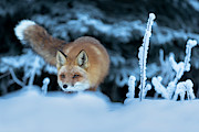 Red Fox on Prowl Photograph by Scott Slone