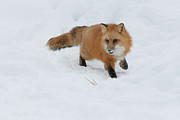 Red Fox ( Vulpes Vulpes Fulves) In Deep Photograph by Sarah Darnell
