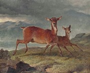Red Hind And Calf Painting by John Frederick Herring Snr. Red Hind And Calf Painting by John Frederick Herring Snr.