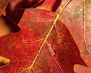 Nature Photography - Fall Leaves #2 Photograph by Amelia Pearn