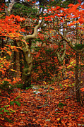 Red Oaks and AT Blaze Vertical Photograph by Raymond Salani III