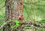 Red Squirrel On A Branch Looking Down, Near Hawes, North Photograph by David Pike / Naturepl.com Red Squirrel On A Branch Looking Down, Near Hawes, North Photograph by David Pike / Naturepl.com