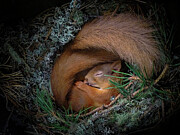Red Squirrel, Two Curled Up Asleep In Drey Inside Nest Box. Photograph by Neil Anderson / Naturepl.com Red Squirrel, Two Curled Up Asleep In Drey Inside Nest Box. Photograph by Neil Anderson / Naturepl.com