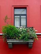 RED Photograph by Thomas Schroeder