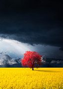 Red Tree Photograph by Bess Hamiti
