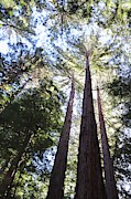 California Redwoods Photograph by Sarah Lilja