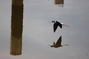 Reflection of the Salton Sea Black Neck Stilt Flying Photograph by Colleen Cornelius