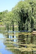 Reflections from Mother Willow Photograph by Colleen Cornelius