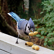 Relax... I Got This. Photograph by Linda Stern