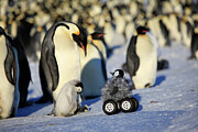 Remote Controlled Camera Disguised As Penguin Chick Photograph by Frederique Olivier / Naturepl.com Remote Controlled Camera Disguised As Penguin Chick Photograph by Frederique Olivier / Naturepl.com