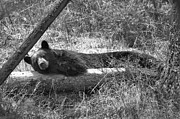 Resting On My Favorite Log Black And White Photograph by Adam Jewell
