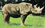 Rhino Drawing by CSA Images Rhino Drawing by CSA Images