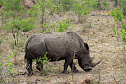 Rhino Photograph by Eric Pengelly Rhino Photograph by Eric Pengelly
