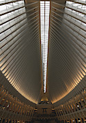 Ribcage Photograph by Peter Hull