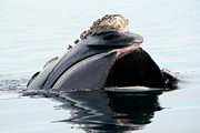 Right Whale Filter Feeding Photograph by Hiroya Minakuchi