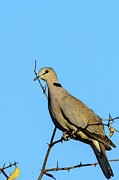 Ring-necked Dove (streptopelia Photograph by Roger De La Harpe