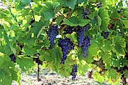 Ripe black grapes Photograph by Martin Smith Ripe black grapes Photograph by Martin Smith