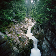 River Flowing Through Lush Canyon Photograph by Danielle D. Hughson