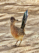 Road Runner Encounter Photograph by Beth Myer Photography