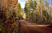 Road to Gothic Autumn Aspens by Olena Art Photograph by Lena Owens Road to Gothic Autumn Aspens by Olena Art Photograph by Lena Owens