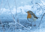 Robin In The Winter Cold Photograph by Allan Wallberg