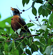 Robin Singing While Perched in Tree Photograph by Linda Stern Robin Singing While Perched in Tree Photograph by Linda Stern