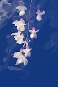 Robinia Pseudoacacia  Photograph by Jaroslav Buna