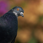 Rock Pigeon Columba livia Orange Background Cadiz Andalucia Spain Photograph by Sapiens Verbum