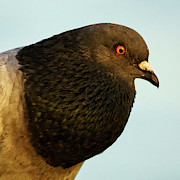 Rock Pigeon Headshot Closeup Photograph by Sapiens Verbum