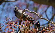 Rock Pigeon Perched on a Tree Branch Photograph by Sapiens Verbum Rock Pigeon Perched on a Tree Branch Photograph by Sapiens Verbum