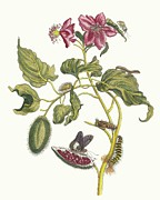 Rocu Painting by Maria Sibylla Merian Rocu Painting by Maria Sibylla Merian
