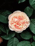 Rosa Sweet Juliet Photograph by Science Photo Library
