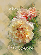 Rose 3 Graphic Digital Art by Mark Mille