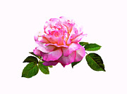 Rose Chicago Peace Photograph by Susan Savad Rose Chicago Peace Photograph by Susan Savad