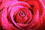 Rose close up Photograph by Martin Smith Rose close up Photograph by Martin Smith