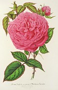 Rose Madame Furtardo Painting by Charles Antoine Lemaire Rose Madame Furtardo Painting by Charles Antoine Lemaire