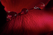Rose Petal Droplets Photograph by Mike Eingle Rose Petal Droplets Photograph by Mike Eingle
