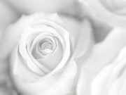 Rose Studies II Photograph by James Mcloughlin