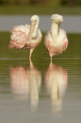 Roseate Spoonbills Photograph by Science Photo Library
