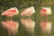 Roseate Spoonbills Resting Photograph by Science Photo Library