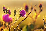 Roses In Gold Photograph by Evgeni Dinev