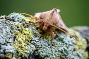 Rosy Rustic Photograph by Science Photo Library