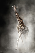 Rothschilds Giraffe In The Dust Photograph by Good Focused