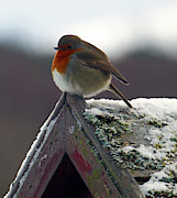 Round Robin Photograph by Phil Banks