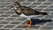 Ruddy Turnstone Arenaria interpres Photograph by Sapiens Verbum Ruddy Turnstone Arenaria interpres Photograph by Sapiens Verbum