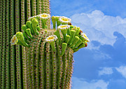 Saguaro In Bloom h1508 Photograph by Mark Myhaver