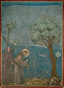 Saint Francis of Assisi preaching to the birds. Giotto. Painting by Giotto di Bondone -1266-1337- Saint Francis of Assisi preaching to the birds. Giotto. Painting by Giotto di Bondone -1266-1337-