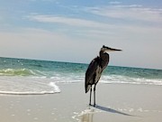 Sand, water, Bird Photograph by James and Donna Daugherty